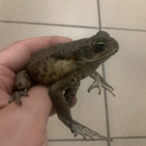 Bufo Marinus reuze pad