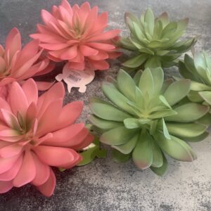 Echeveria 1 14x12x9,2cm gemengde kleuren