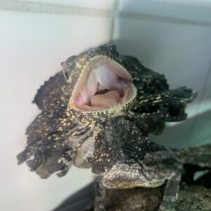 Chlamydosaurus kingii Kraaghagedis