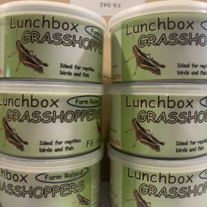 Lunch box sprinkhanen extra large 34gr