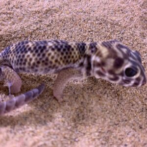 Teratoscincus scincus wonder gekko