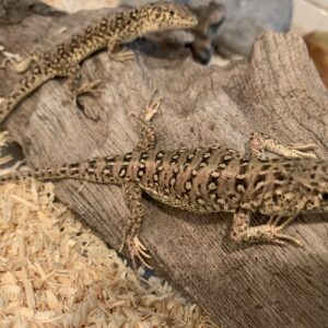 eremias przewalskii Steppe renhagedis