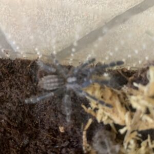 Poecilotheria mettalica blauwe boomspin baby