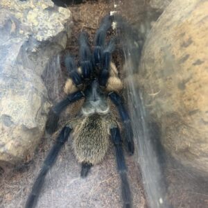 Monocentrus balfouri Yemen blauwe vogelspin baby