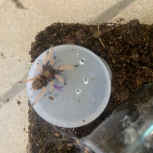 Chromatopelma cyaneopubescens blauw rode vogelspin baby
