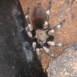 Nhandu chromatus Kniestreepvogelspin adult female