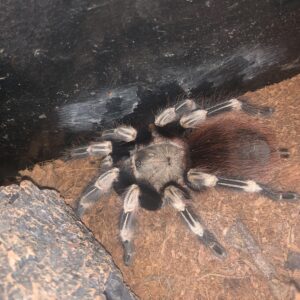 Nhandu Chromatus kniestreep tarantulla 1 cm