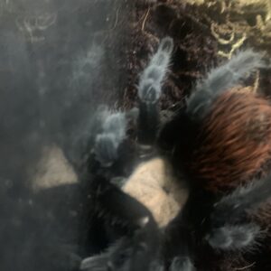 Brachypelma albiceps vogelspin adult vrouw