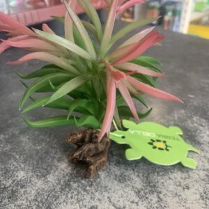 Crassula plantje 13x10x16cm