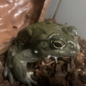 Bufo alvarius reuze rivier pad adults