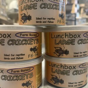 Lunch box krekels groot 34gr