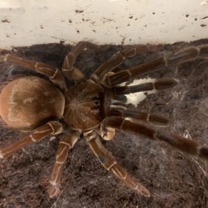 Theraphosa stirmi goliat vogelspin large females