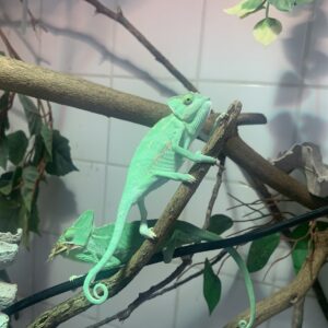 Chameleo calyptratus Yemen of helmkameleon vrouw