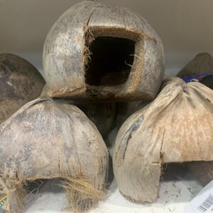 Coco noot huisje met schil large