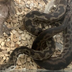 Antaresia maculosa gevlekte Python adult
