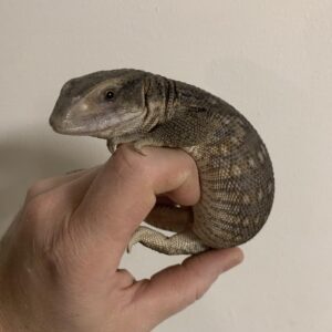 Varanus exanthematicus steppe varaan small