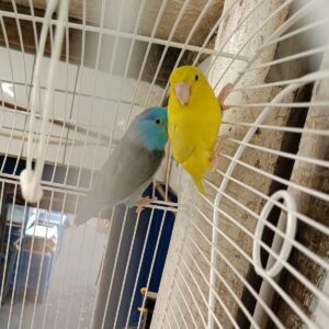 Forpus cyanopygius, Mexicaanse dwergpapegaai/muspapegaai koppel