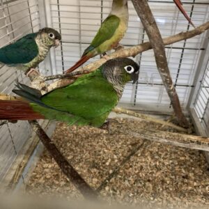 Pyrrhura molinae Groenwang parkiet tam