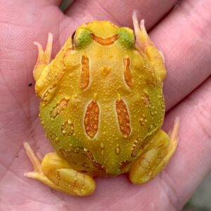 CERATOPHRYS CRANWELLI PACMAN ALBINO