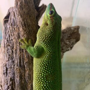 Phelsuma madagascariensis reuze daggecko