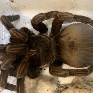Pamphobeteus spec south ecuador adult female