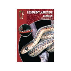 Le Serpent-Jarretière Commun - Thamnophis sirtalis