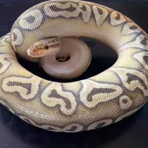 Python regius ballpython Genetic black back super pastel mojave femelle Het clown elle