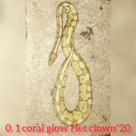 Python Regius 0.1 coral glow het clown 20