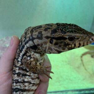 Tupinambis(Salvator)rufescens Rode tejus