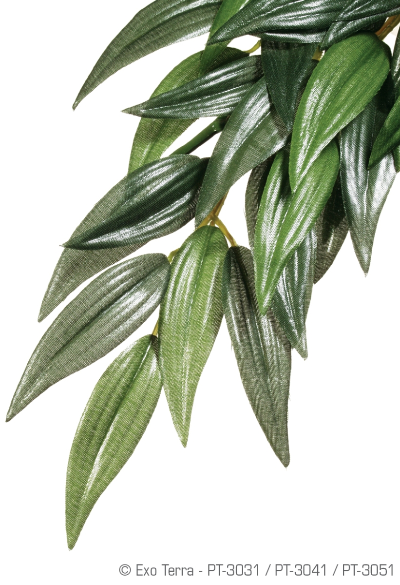 EX RUSCUS M 17,5X3X55,5CM I6 O36 P432 EX RUSCUS M 17,5X3X55,5CM I6 O36 P432