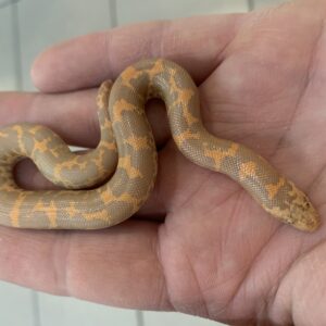 Eryx Colubrinus Loveridgei Albino zandboa baby