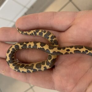 Eryx Colubrinus Loveridgei zandboa baby COPY