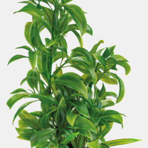 SF Art Plant 25cm Dracaena