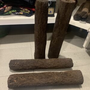 cyathea contaminans Boomvarenstam 50x5cm