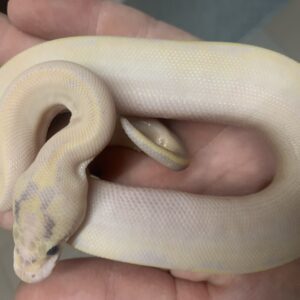 Python regius ivory ballpython babies het albino