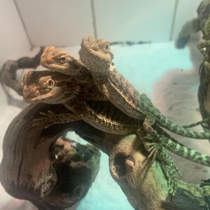 Pogona Vitticeps oranje rood baardagaam baby