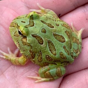 Ceratophrys Cranwelli pacman / Zuid-Amerikaanse hoornkikkers groen