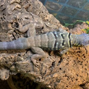 Petrosaurus thallasinus blauwe rotsleguaan male