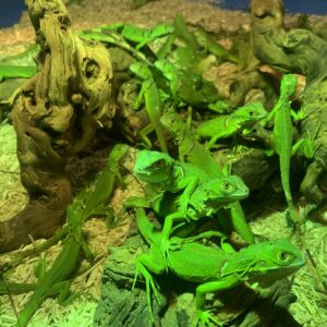 Iguana iguana Groene leguaan baby