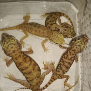Stenodactylus petrie zandgekko STENO