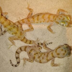 STENODACTYLUS STENODACTYLUS