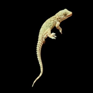 TARANTOLLA MAURITANICA MUURGECKO