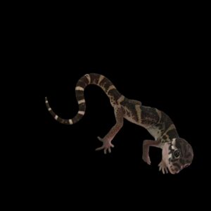 Coleonyx mitratus dwerg luipaard gekko
