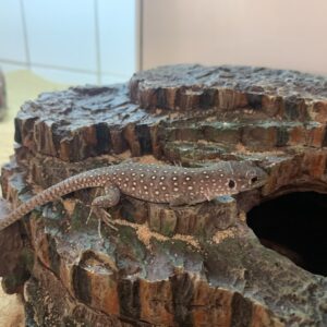 Timon lepidus Parelhagedis cb23