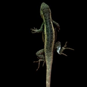 Sceloporus variabillis dwerg stekelleguaantje