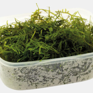 Bakje java mos vesicularia dubyana