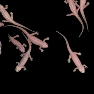 Pleurodeles walt albino ribbensalamanders medium