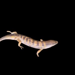 SCINCUS SCINCUS APOTHEKER SKINK