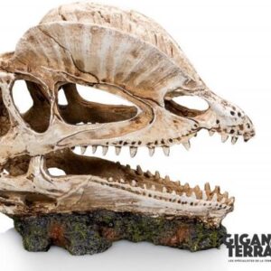 Dinosaurus schedel 19x9x14cm