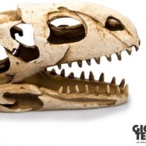 Giganterra dinosaurus schedel 17x11cm